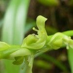 Bulbophyllum conicum Flor