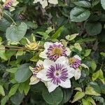 Clematis florida Kvet