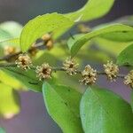 Drypetes gerrardii Flower