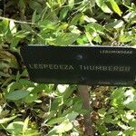 Lespedeza thunbergii Yaprak