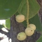 Antidesma venosum Fruit