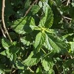 Lantana horrida Hoja