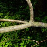 Ptelea trifoliata Bark