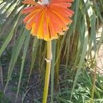 Kniphofia uvaria Flower