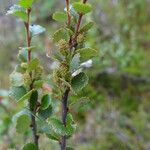 Betula nana Leaf