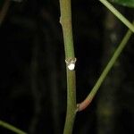 Acalypha radinostachya Bark