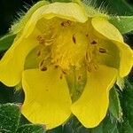 Potentilla reptans 花