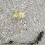 Burmannia capitata Flower