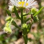Erigeron annuus Blüte