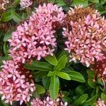 Ixora chinensis花