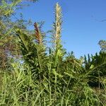 Acrostichum danaeifolium Hábito
