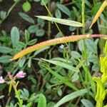 Cleome monophylla Frugt