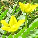 Tribulus cistoides Blomst