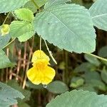 Impatiens pallidaFlower