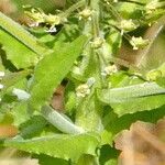 Lepidium campestre Flower