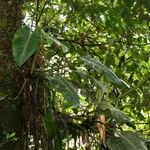 Philodendron pulchrum Habit