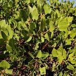 Arctostaphylos patula Blad