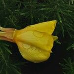 Oenothera glazioviana Цветок