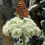 Angelica lineariloba Flor