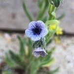 Cynoglossum creticum Flower