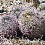Gymnocalycium saglionis 形態