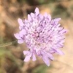Scabiosa atropurpurea Blüte