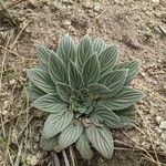 Phacelia hastata Folha