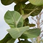 Calotropis procera पत्ता