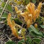 Selaginella selaginoides Flower