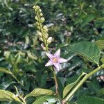 Solanum coriaceum Blüte