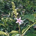Solanum coriaceum Цвят