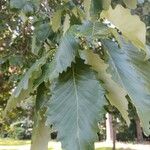 Quercus michauxii Leaf