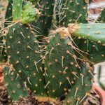 Opuntia maxima Frunză