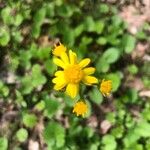 Senecio ampullaceus Flower