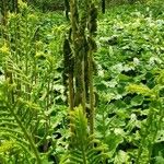 Osmundastrum cinnamomeum Leaf