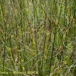 Carex hostiana आदत