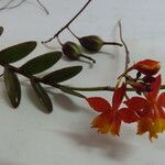 Epidendrum radicans Fruct