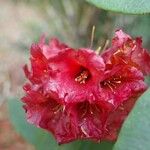 Rhododendron barbatum Flor