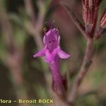 Thymus longiflorus Fula