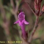 Thymus longiflorus Flower