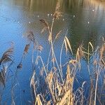 Phragmites australis Plante entière