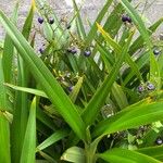 Dianella ensifoliaFruchs