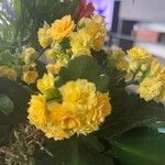 Kalanchoe blossfeldiana Fleur