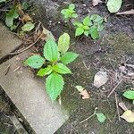 Pilea pumila Folha