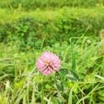 Trifolium medium Yaprak