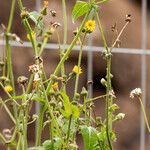 Sonchus oleraceus Çiçek