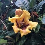 Solandra maxima ᱵᱟᱦᱟ