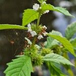 Lycopus europaeus Flower