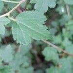 Ribes alpinum Leaf