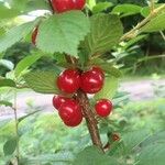 Prunus tomentosa Fruit